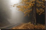 Yellow Leaves in Fog Reproducción en lienzo de la lámina por David Winston