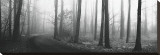 Forest Path Stretched Canvas Print by Erin Clark