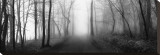 Woodland Walk Stretched Canvas Print by Erin Clark