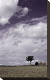 The Harvest Stretched Canvas Print by Gill Copeland