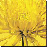 Yellow Mum IV Reproduction transférée sur toile par Jenny Kraft