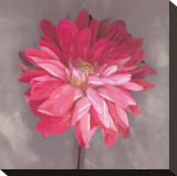 Pink Zinnia Stretched Canvas Print by Erin Clark