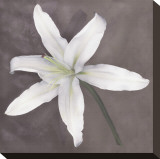 White Lily Stretched Canvas Print by Erin Clark