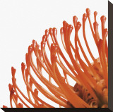 Orange Protea IV (detail) Reproduction transférée sur toile par Jenny Kraft