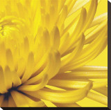 Yellow Mum II Reproducción en lienzo de la lámina por Jenny Kraft