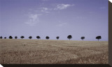 Season's Yield Stretched Canvas Print by Gill Copeland