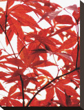 Sunlit Maple I Stretched Canvas Print by Jenny Kraft