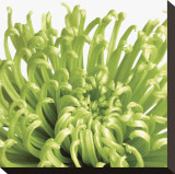 Green Bloom V (detail) Stretched Canvas Print by Jenny Kraft