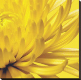 Yellow Mum II Stretched Canvas Print by Jenny Kraft