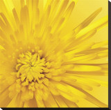 Yellow Mum III Stretched Canvas Print by Jenny Kraft