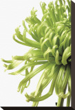 Green Bloom II Stretched Canvas Print by Jenny Kraft