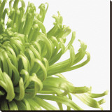 Green Bloom II (detail) Stretched Canvas Print by Jenny Kraft