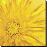 Yellow Mum III Reproduction transférée sur toile par Jenny Kraft