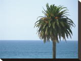 Palm at Moonlight Beach Stretched Canvas Print by Jenny Kraft