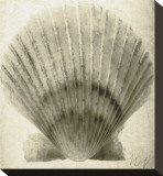 Scallop Shell Stretched Canvas Print by Mandolfo 