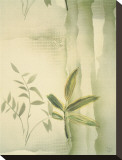 Vizcaya Ferns II Stretched Canvas Print by Muriel Verger