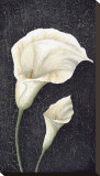 Amore Stretched Canvas Print by Jennette Brice