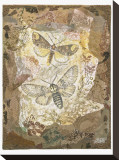 Honeycomb Pussmoths Stretched Canvas Print by Annabel Hewitt