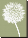 Dandelion (khaki) Stretched Canvas Print by Jenny Kraft