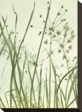 Watery Grasses II Reproduction transférée sur toile par Jenny Kraft