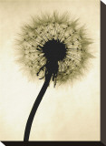 Backlit Dandelion Reproduction transférée sur toile par Jenny Kraft