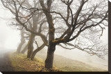 Early Morning Calm Stretched Canvas Print by David Winston