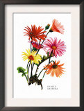 Hybrid Gerbera Prints