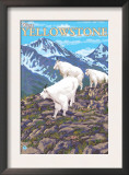 Mountain Goats Scene, West Yellowstone, Montana Prints by Lantern Press 