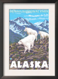 Mountain Goats Scene, Denali National Park, Alaska Prints by Lantern Press 