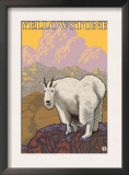 Mountain Goat, Yellowstone National Park Posters