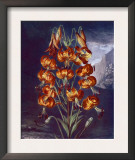 The Superb Lily Prints