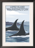 Orca Whales 1, Lopez, Washington Prints by Lantern Press 