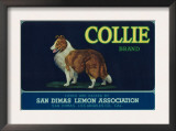 Collie Lemon Label - San Dimas, CA Art