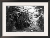 Man Standing in Grove of Banana Trees Photograph - Cuba Prints