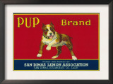 Pup Lemon Label - San Dimas, CA Posters