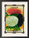 Aster Seed Packet Prints