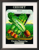 Chicory Seed Packet Art
