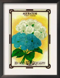 Ageratum Seed Packet Print