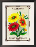 Calliopsis Seed Packet Print