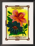 Salpiglossis Seed Packet Posters