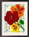 Nasturtium Seed Packet Prints