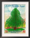 Fountain Plant Seed Packet Print