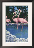 St. Petersburg, Florida, View of Pink Flamingos at Florida Wild Animal Ranch Posters
