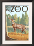 Visit the Zoo, White Tailed Deer Scene Print by Lantern Press 