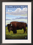 Yellowknife, NW Territories, Canada, Bison Scene Posters by Lantern Press 