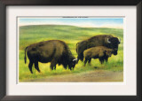 South Dakota, View of Buffalo, Monarchs of the Plains Print