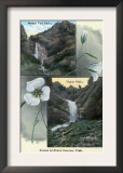 Provo Canyon, Utah, Views of Bridal Veil and Upper Falls with Flowers Prints