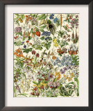 Tropical and Exotic Flowers, Including Orchid, Anthurium, Gloxinia, Trillium Prints