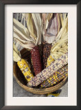 Multicolored Corn, a Native American Staple Crop, in an Indian Basket Prints