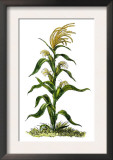 Maize, or Indian Corn Plant Posters